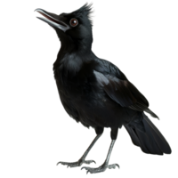 Black galingale perched against a transparent backdrop with a striking presence in transparent light, Black galingale on transparent background png