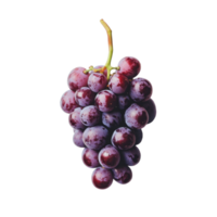 A bunch of ripe purple grapes resting on a clean transparent background for a fresh and vibrant look, grape on transparent background png