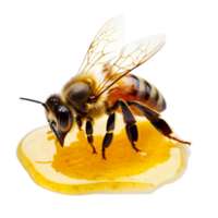 Bee collecting honey on a golden honeycomb droplet against a transparent background, bee and its honey, isolated, transparent background png