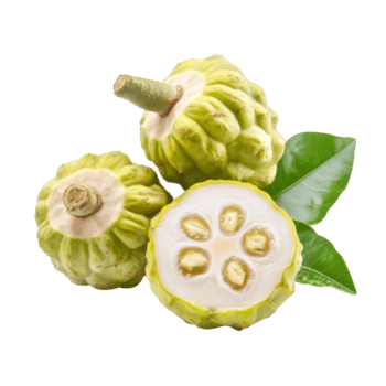 Fresco noni Fruta desplegado en contra un limpiar transparente fondo, exhibiendo sus único textura y interior estructura, noni Fruta en transparente antecedentes png