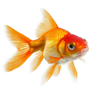 pesce rosso nuoto con grazia nel un' incontaminato trasparente sfondo in mostra vivace colori e delicato pinne, oro pesce solitudine su trasparente sfondo png