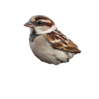 A beautiful sparrow resting in its cozy nest against a soft transparent background, beautiful sparrow in its nest on transparent background png
