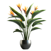 A vibrant bird of paradise plant in a sleek pot set against a clean transparent background, Bird of paradise plant with pot isolated transparent background png