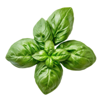 Fresh basil leaves with rich green color isolated on a transparent background for culinary use, basil isolated transparent background png