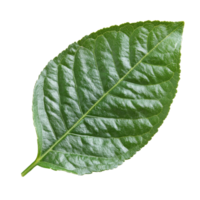 Bergamot leaf isolated on a clean transparent background highlighting its vibrant green color, Bergamot leaf isolated on transparent background png