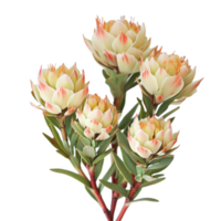 Elegant leucadendron flowers display their unique colors and textures against a flat transparent background, Leucadendron flowers flattransparent background png