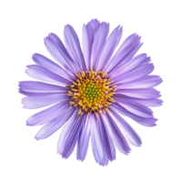 Aster flower with purple petals and yellow center isolated on a transparent background, Aster flower in , isolated on a transparent background png