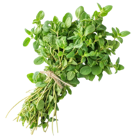 Fresh oregano herb arranged neatly on a transparent background, showcasing its vibrant green leaves, Fresh oregano herb on transparent background png