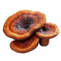 Lingzhi mushroom Ganoderma lucidum isolated on a transparent background showcasing its unique structure and vibrant colors, Lingzhi Mushroom Ganoderma Lucidum isolated on transparent background png