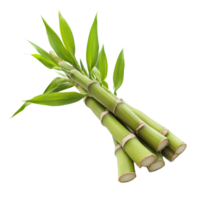 Freshly sliced bamboo sprouts isolated on a transparent background showcasing their vibrant green color, Bamboo Sprouts slice isolated on transparent background png