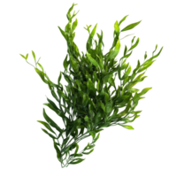 Isolated Potamogeton green algae bush arrangement showcasing detailed leaf structure and vibrant coloration, Potamogeton green algae bush, file of isolated object with shadow on transparent background png