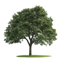 A detailed and realistic depiction of a vibrant tree on a pristine transparent background showcasing its lush green foliage, Photorealistic Tree on transparent background png