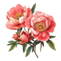 Vibrant peonies flowers showcasing delicate petals against a clean transparent background, peonies flowers isolated on transparent background png