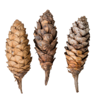Dried coniferous pine cones displayed on a clean transparent background for decorative and natural appeal, dried pine cones coniferous on transparent backgroundfile png