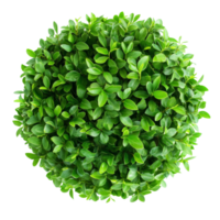 Fresh round green bush isolated on a transparent background, showcasing vibrant leaves and a symmetrical shape, fresh round green bush isolated on transparent background png