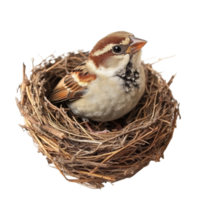 A beautiful sparrow perched in its cozy nest against a pristine transparent background, beautiful sparrow in its nest on transparent background png