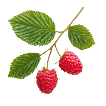 färsk hallon grenar med mogen frukt isolerat på en rena transparent bakgrund, två hallon grenar är isolerat på en transparent bakgrund. hallon frukt gren transparent bakgrund png