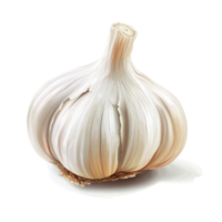 Fresh garlic bulb on a clean transparent background showcasing texture and detail perfect for culinary uses, garlic slice on transparent background png