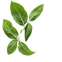 Andrographis paniculata leaves and green powder showcasing natural herbal remedy components, Kariyat or Andrographis paniculata powder and green leaves on transparent background png