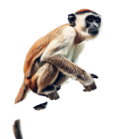 Monkey perched on a branch against a plain transparent background showcasing its curious expression, Monkey on a branch isolated transparent backgroundIA generative png