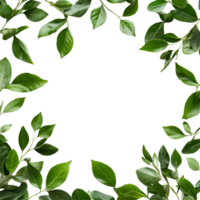 Green leaves create a natural frame on a bright transparent background, perfect for showcasing text or graphics, Green Leaves Frame on transparent background png