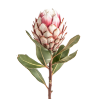 Beautiful protea flower with green leaves on a transparent background, showcasing its unique structure and vibrant colors, protea flower on transparent background png