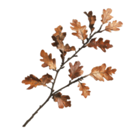 Oak branch adorned with dry autumn leaves casting shadows on a light background, Oak branch with autumn brown dry leaves with shadow, file of isolated object on transparent background png