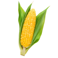 Fresh corn on the cob with green husks isolated on a transparent background suitable for culinary use and agricultural displays, Corn seedsisolated on transparent background png