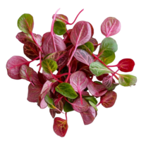 Fresh red veined microgreen sorrel leaves showcased on a transparent background, perfect for culinary use and presentation, Fresh red veined microgreen sorrel leaves png