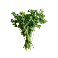 Fresh parsley gathered on a clean transparent background ready for culinary use in home cooking or gourmet dishes, Parsley on transparent background png
