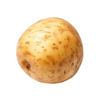 Freshly harvested potato isolated on transparent background for culinary uses and nutritional insights, Potato isolated on transparent background png