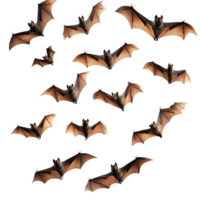 A dynamic flock of bats flying in formation against a transparent backdrop at dusk, flying flock of bats, file of isolated object on transparent background png