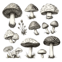 Vintage sketches of various mushrooms with intricate details on a transparent background, Vintage mushroom sketches on transparent background. mushroom isolated on transparent background png
