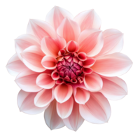 Beautiful pink flower isolated on a transparent background showcasing its intricate petals and delicate structure, aster flower isolated on a transparent background png