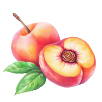 Vibrant watercolor drawing of ripe peaches with green leaves on a clean transparent background, peaches in drawing isolated on transparent background png