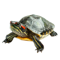 A redeared slider turtle rests on a smooth, isolated transparent background showcasing its distinct shell and features, red eared slider turtle,isolated transparent background png