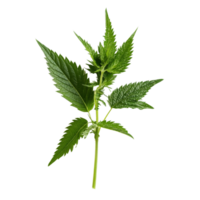 Fresh green nettle plant isolated on transparent background showcasing its vibrant leaves and unique texture, nettle on a transparent background isolated background png
