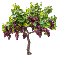 Fresh organic grape tree stands out against a transparent background, showcasing vibrant clusters of ripe grapes, Fresh organic grape tree on transparent background. grape plants transparent png