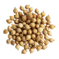 Coriander seeds scattered on a transparent background showcasing their unique texture and color in natural light, Coriander seeds on transparent background png