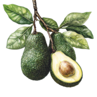 Botanical illustration of avocados with leaves on a transparent background, Avocado Botanical Illustration on transparent background png