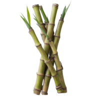 Fresh bamboo shoots displayed artfully on a clean transparent background for culinary use, Bamboo shoots on transparent background png