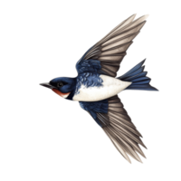 Elegant swallow bird illustrated in botanical style with detailed feathers on a pure transparent background, Swallow Bird Botanical Illustration on transparent background png