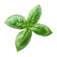 Fresh green basil herb leaves isolated on a clean transparent background for culinary and design inspiration, of fresh green basil herb leaves isolated on transparent background png