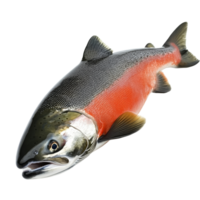 A pacific salmon rests on a transparent background, showcasing its striking colors and smooth texture, a pacific salmon fish isolated on transparent background png