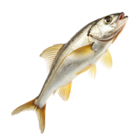 Dynamic fish leaps from water isolated on a transparent background showcasing its vibrant details and natural grace, Dynamic Fish Leap isolated on transparent background png