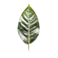 Kaempferia leaf isolated on clean transparent background highlighting its unique shape and texture in natural lighting, Kaempferia with leaf on transparent background png