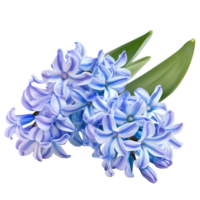 Delicate hyacinth flowers in soft blue hues resting on a transparent background, hyacinth flowers isolated transparent background png
