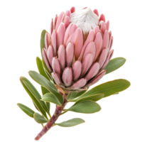 Beautiful protea flower isolated on a clean transparent background showcasing its unique pink and green features, protea flower isolated on transparent background png