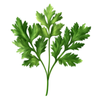 Fresh celery mint and parsley leaves isolated on a transparent transparent background showcasing vibrant green hues in a culinary context, Celery Mint Parsley leaf isolated on trransparent png
