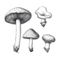 Vintage mushroom sketches showcasing various species on a clean transparent background highlighting their details, Vintage mushroom sketches on transparent background. mushroom isolated on transparent png